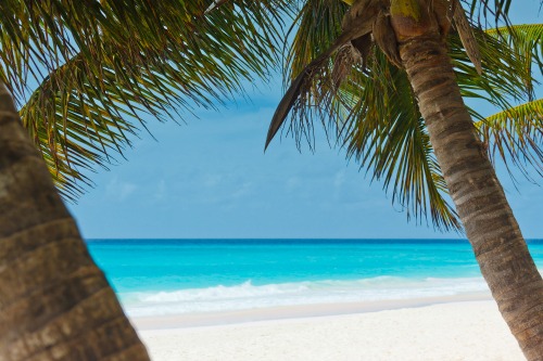 palm-trees-and-beach Petr Kratochvil publicdomainpicstures.net 500