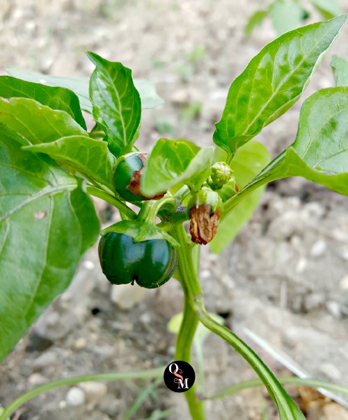 How to Make Easy Garden Fresh Pepper Salad | Oh Sweet Mercy #recipes #thm #peppers #ohsweetmercy