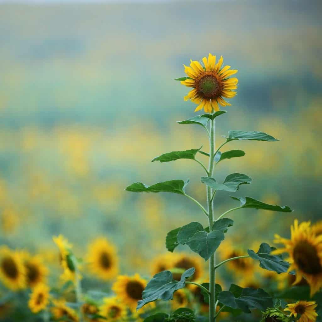 sunflowers