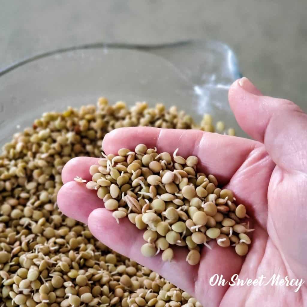 Sprouted lentils