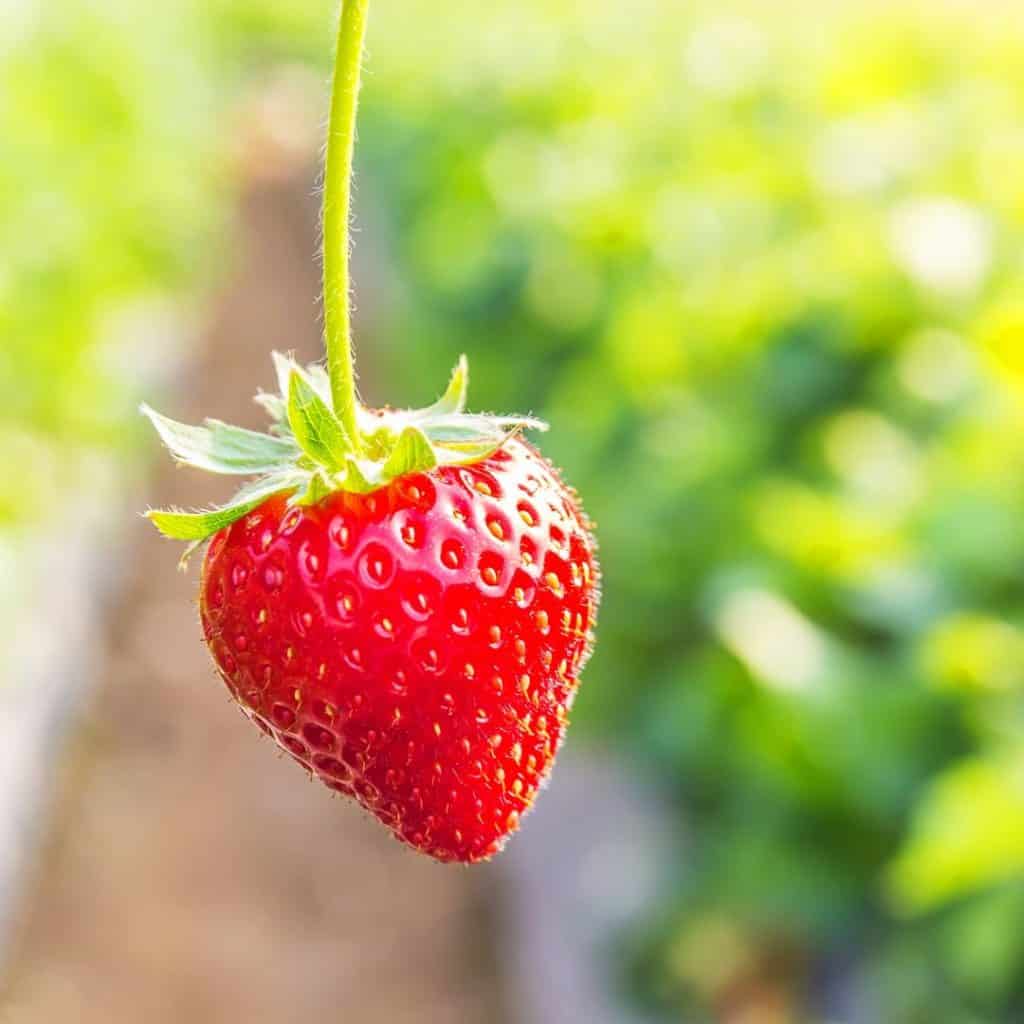 strawberry