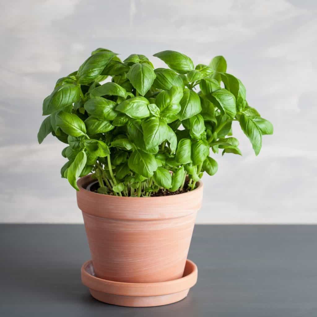 Pot of fresh basil