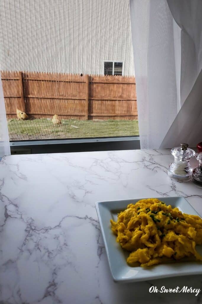 Picture of my chickens in the backyard taken through the window while I took pictures of this recipe, plate of eggs in the foreground.