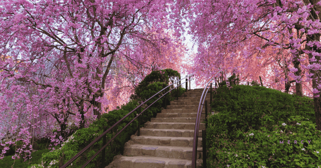Stairs with rails ascending between trees with pink blossoms and greenery on both sides of the stairs